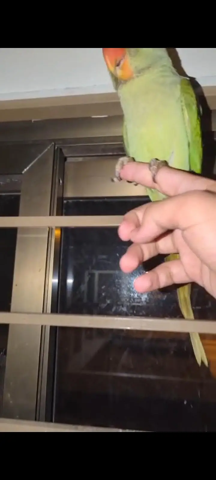 hand tame Play Pahari And jendai conure — photo 8