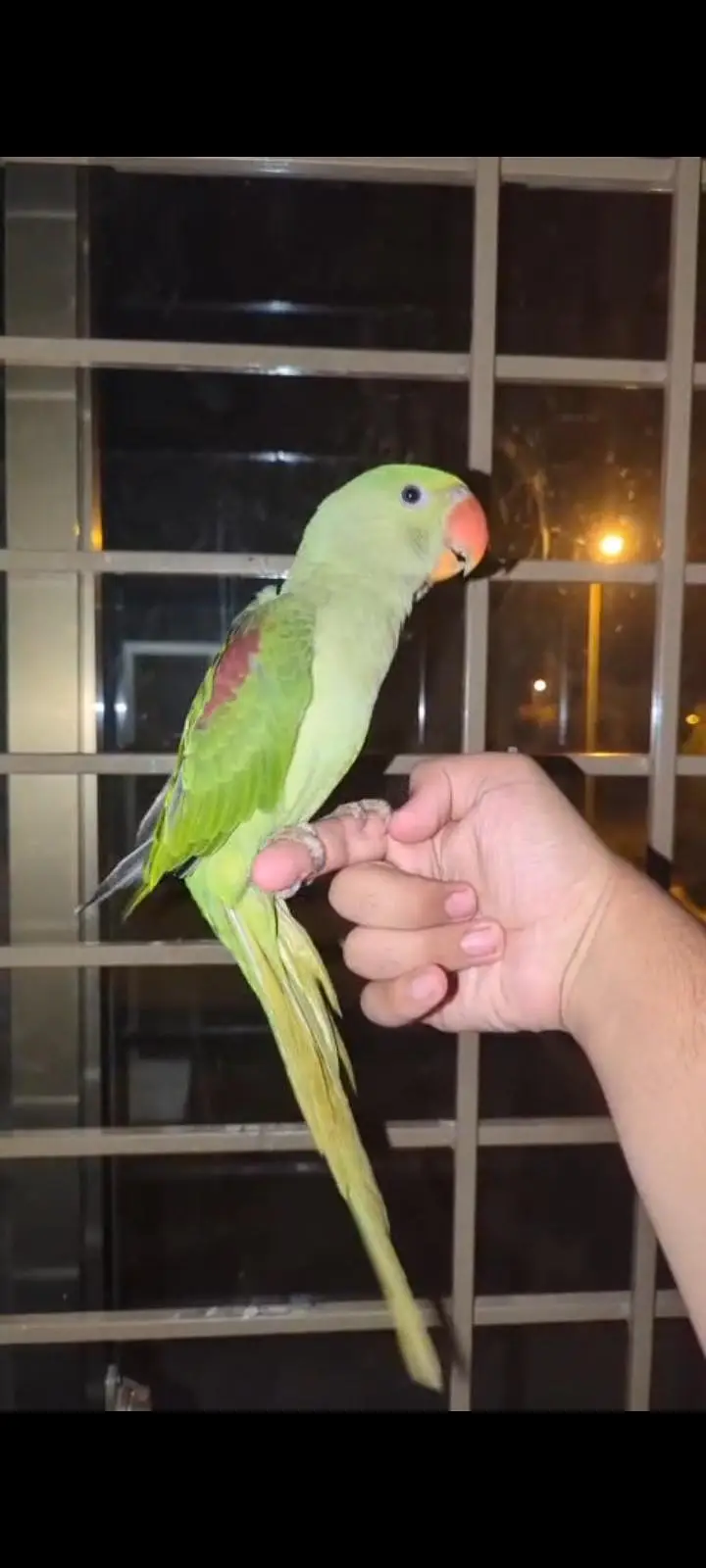 hand tame Play Pahari And jendai conure — photo 9