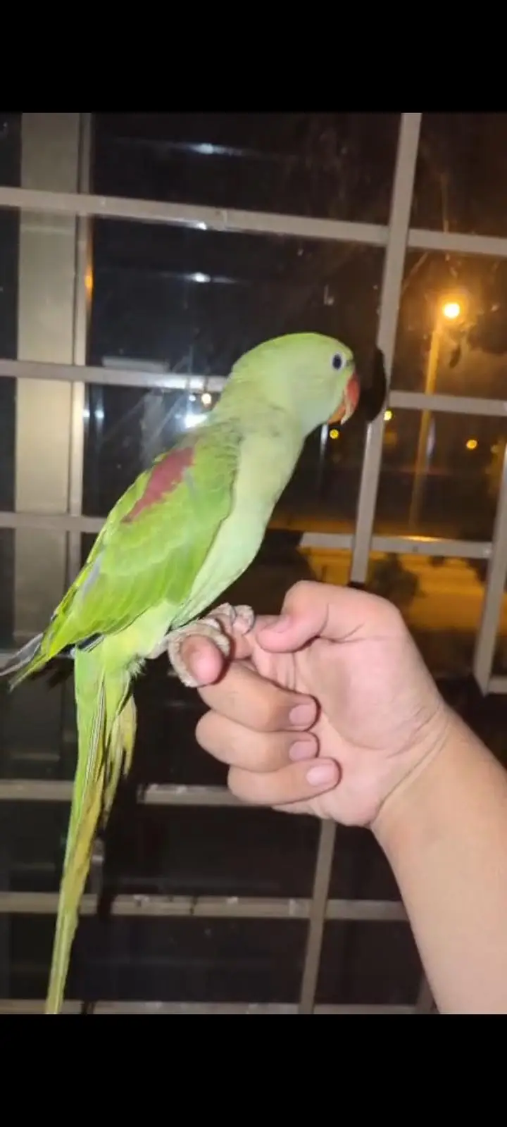 hand tame Play Pahari And jendai conure — photo 10