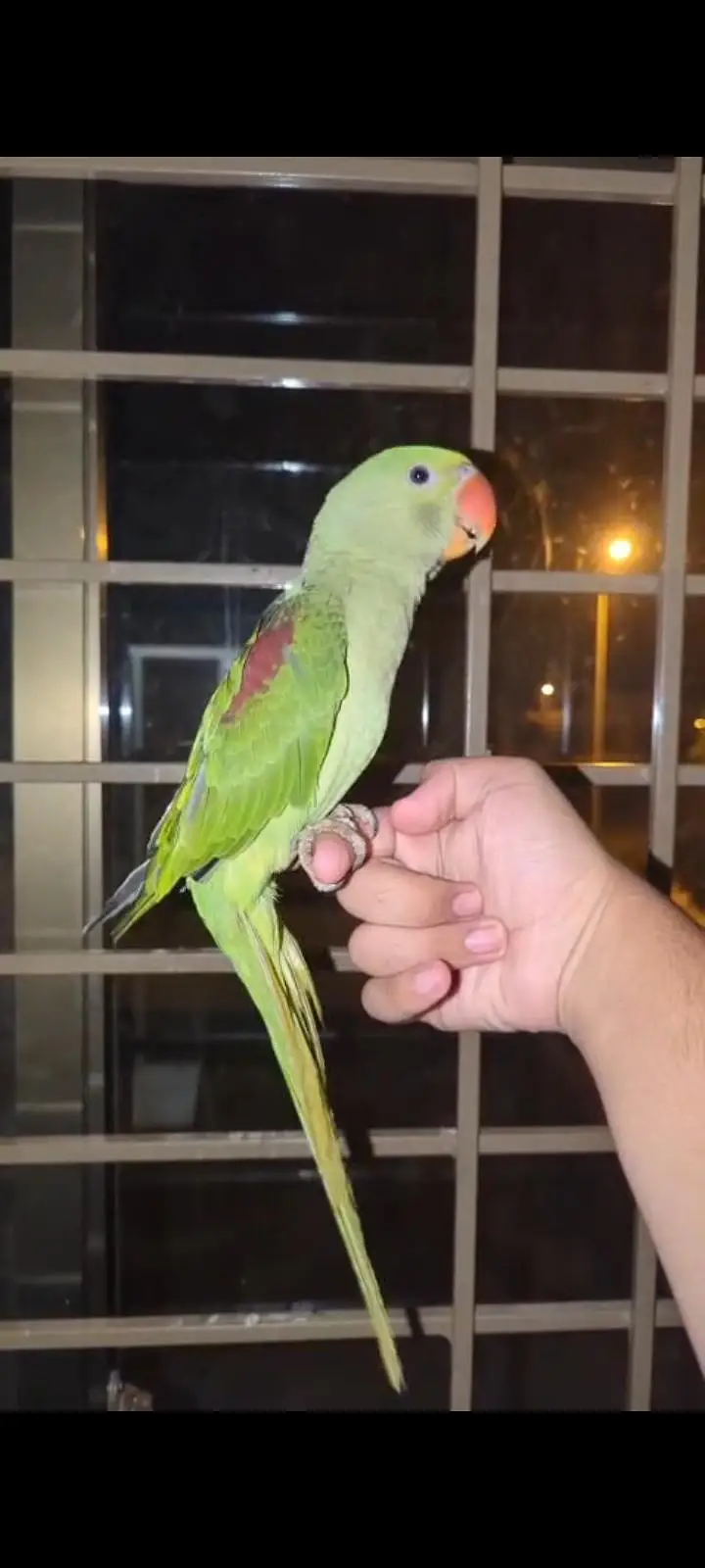 hand tame Play Pahari And jendai conure — photo 11