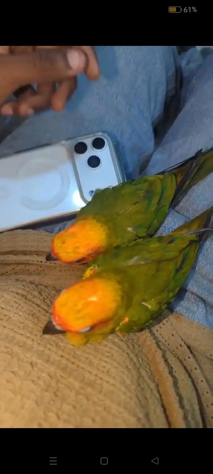 hand tame Play Pahari And jendai conure — photo 12