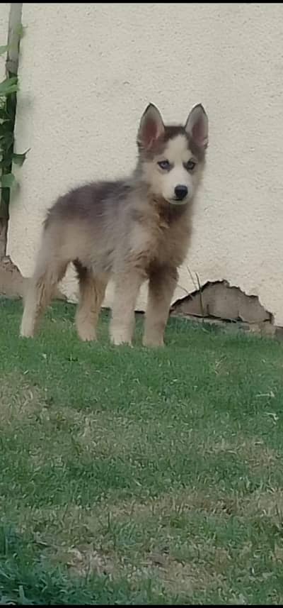 Blue eyes booley Court mein hai teen bacche Hain grey black