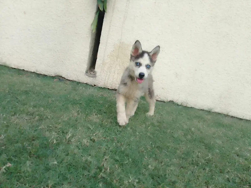 Blue eyes booley Court mein hai teen bacche Hain grey black — photo 2