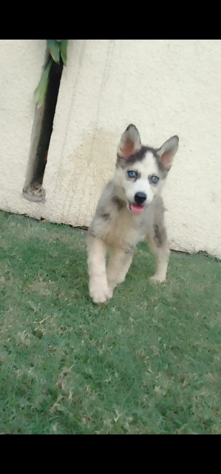 Blue eyes booley Court mein hai teen bacche Hain grey black — photo 3