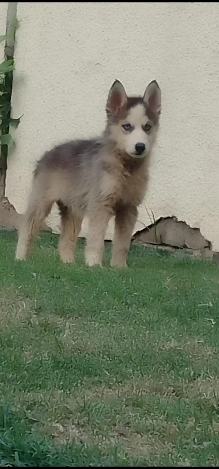 Blue eyes booley Court mein hai teen bacche Hain grey black — photo 4