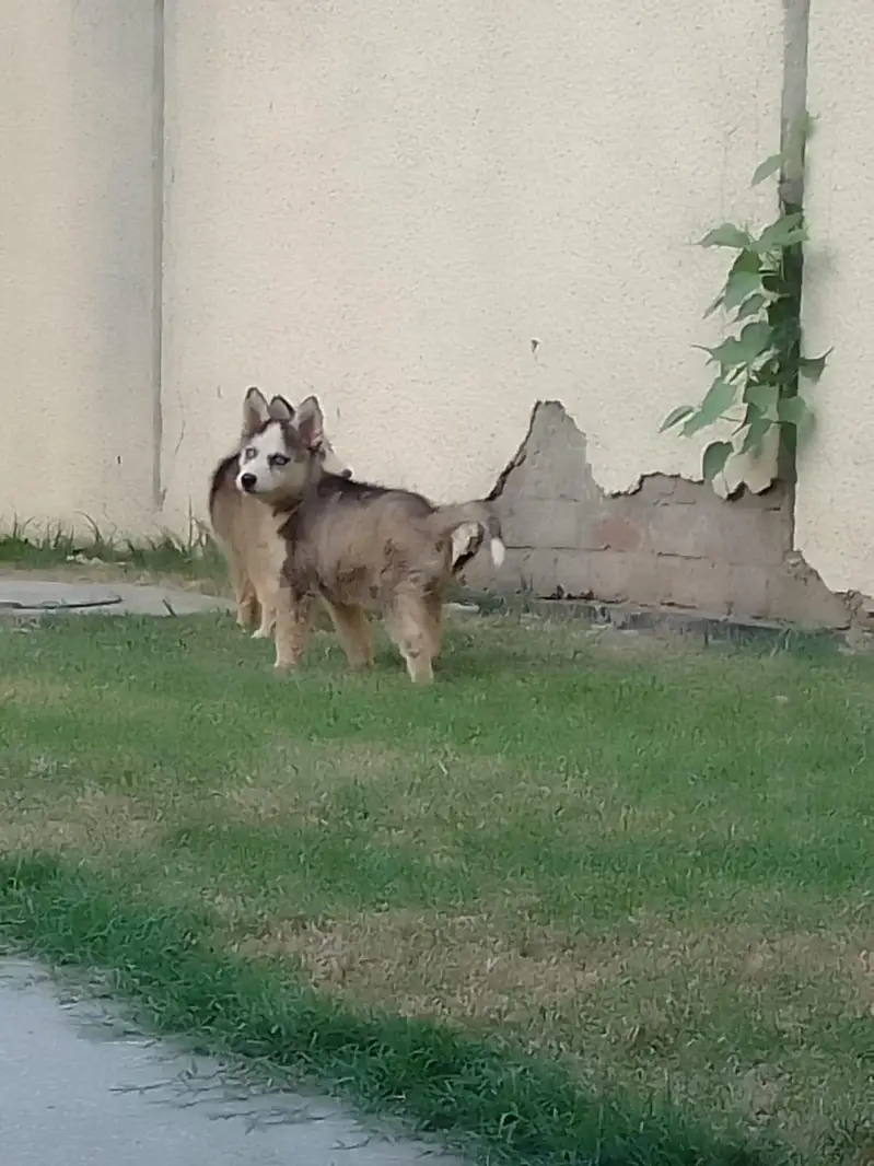 Blue eyes booley Court mein hai teen bacche Hain grey black — photo 6