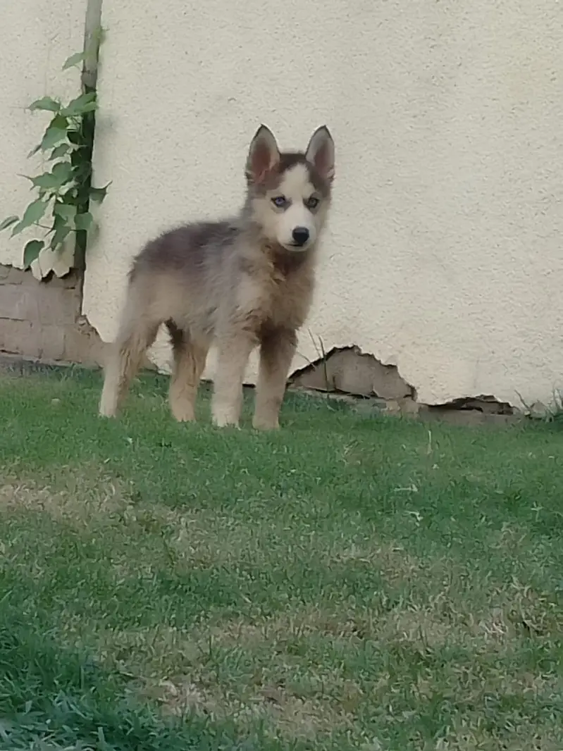 Blue eyes booley Court mein hai teen bacche Hain grey black — photo 8