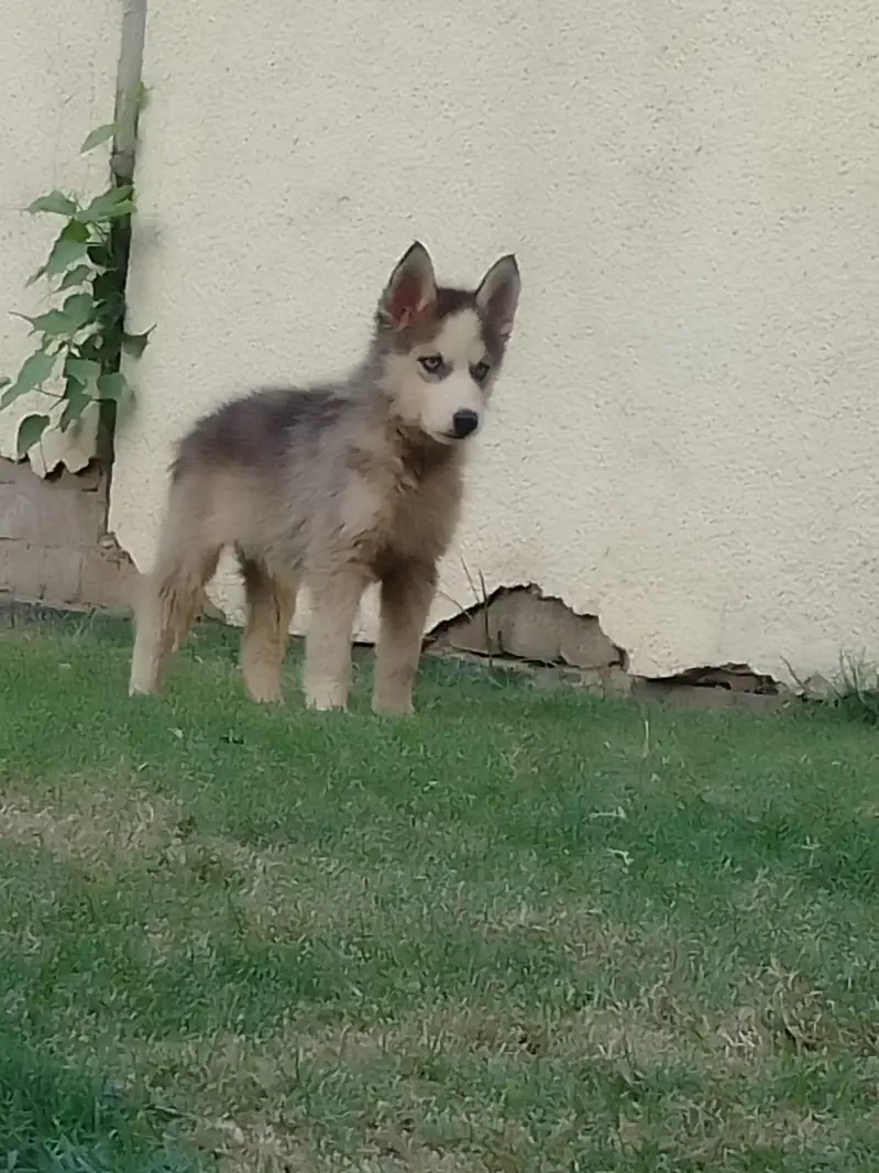 Blue eyes booley Court mein hai teen bacche Hain grey black — photo 10