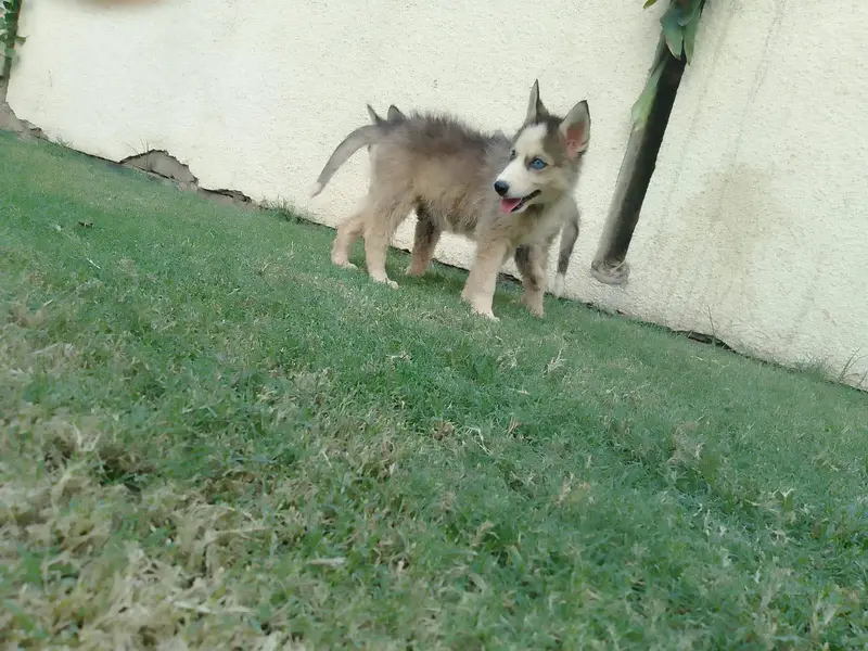 Blue eyes booley Court mein hai teen bacche Hain grey black — photo 12