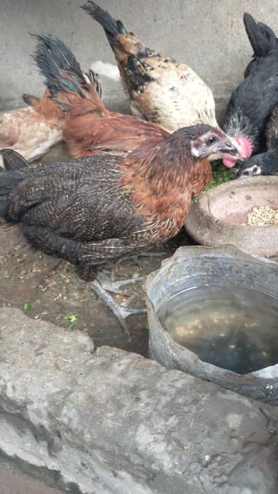 golden misri hens for sale