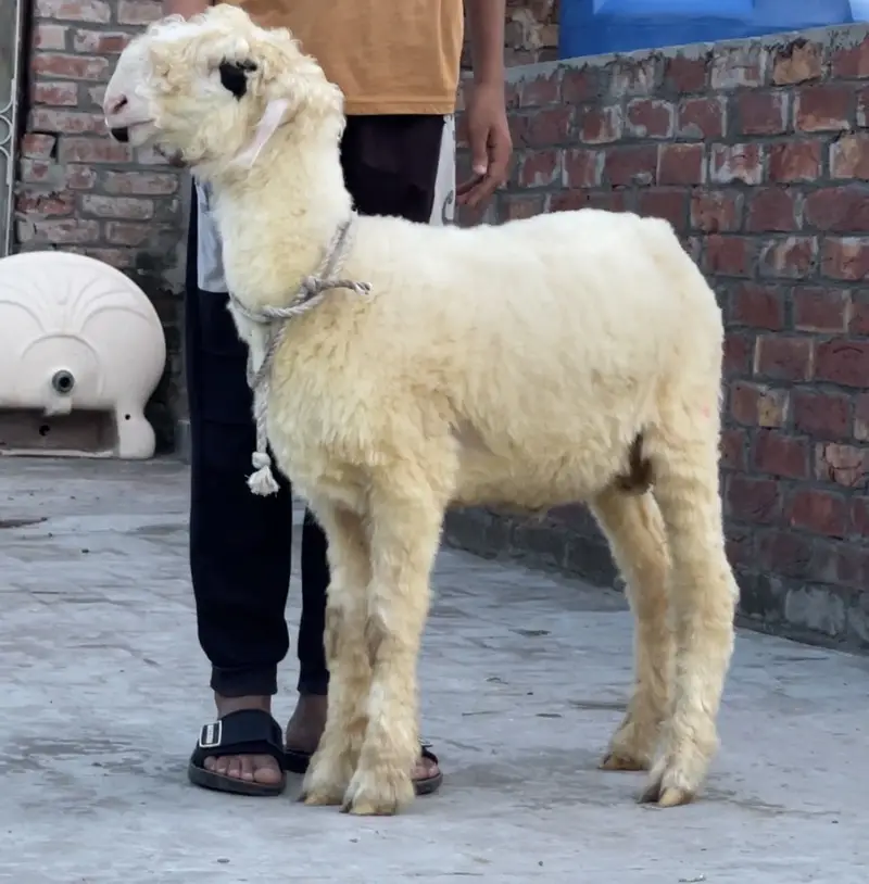 Pure Lakha Mundra For Sale — photo 2