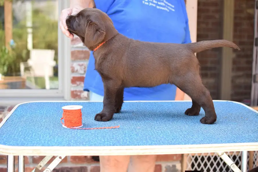 British Labrador heavy jaws heavy bone structure available at us. — photo 4