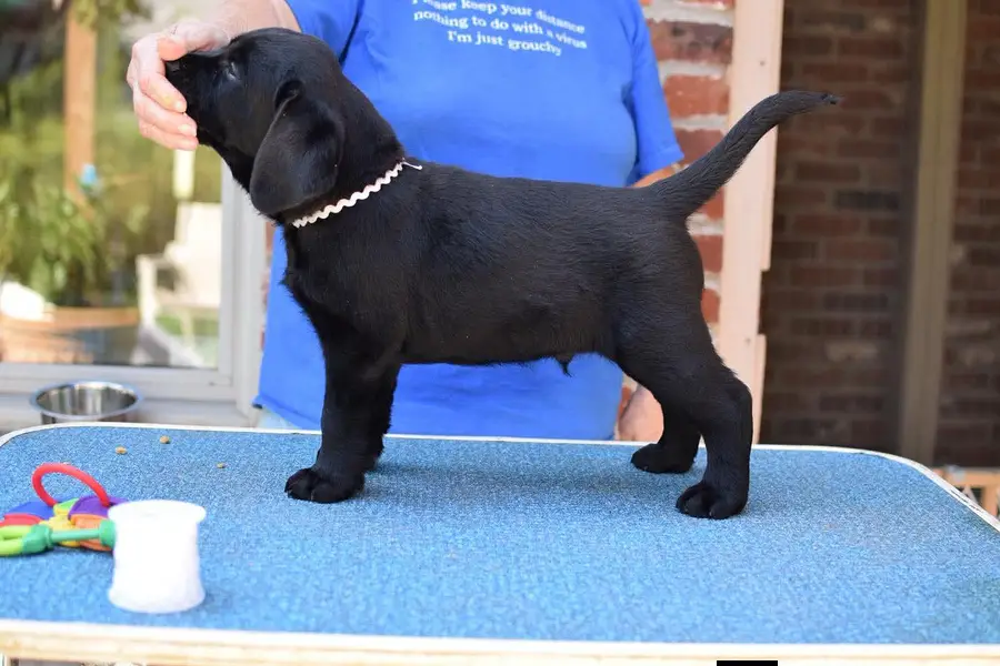 British Labrador heavy jaws heavy bone structure available at us. — photo 6