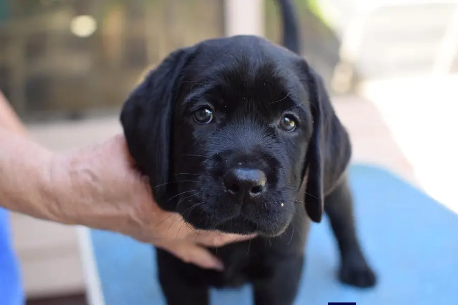 British Labrador heavy jaws heavy bone structure available at us. — photo 7