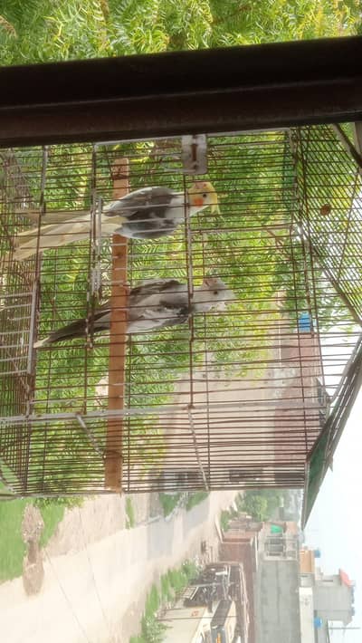 bohat acha pair hay  03247709294