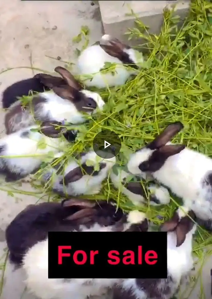 for sale