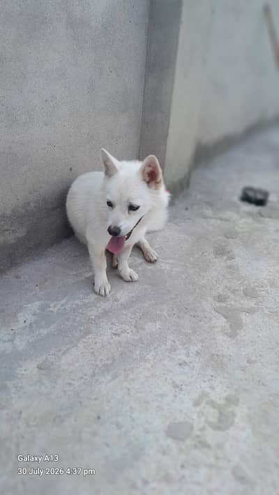 A white indian Spitz dog