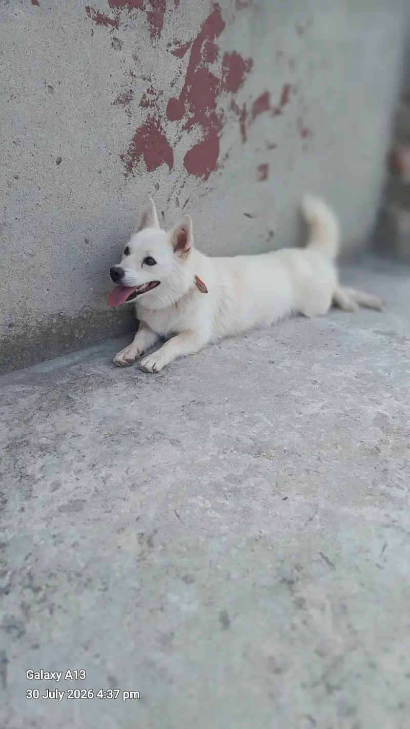 A white indian Spitz dog — photo 2