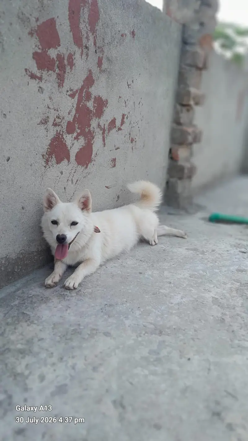 A white indian Spitz dog — photo 3