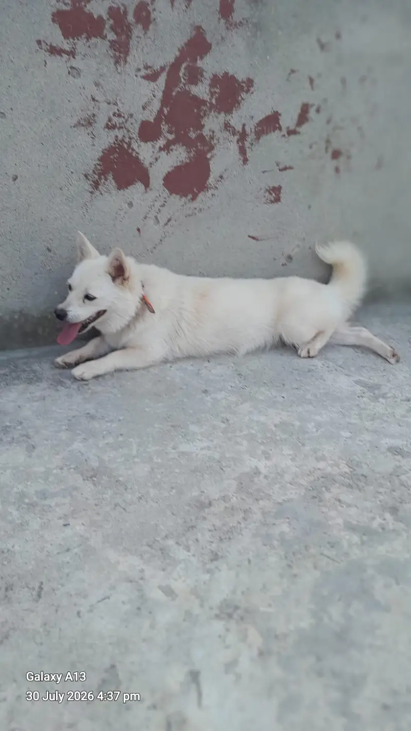 A white indian Spitz dog — photo 4