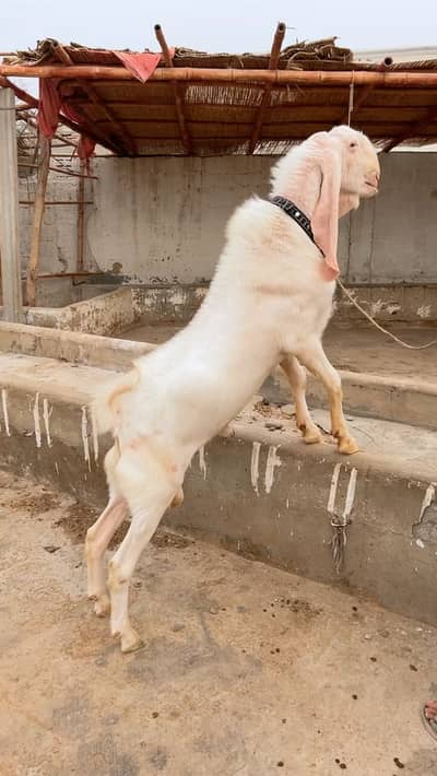 Pure gulabi munda breeder