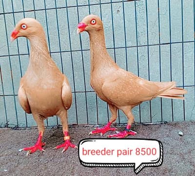 fancy pigeon | kabutar| Jacobin|  frillback saddle | amarican fantail|
