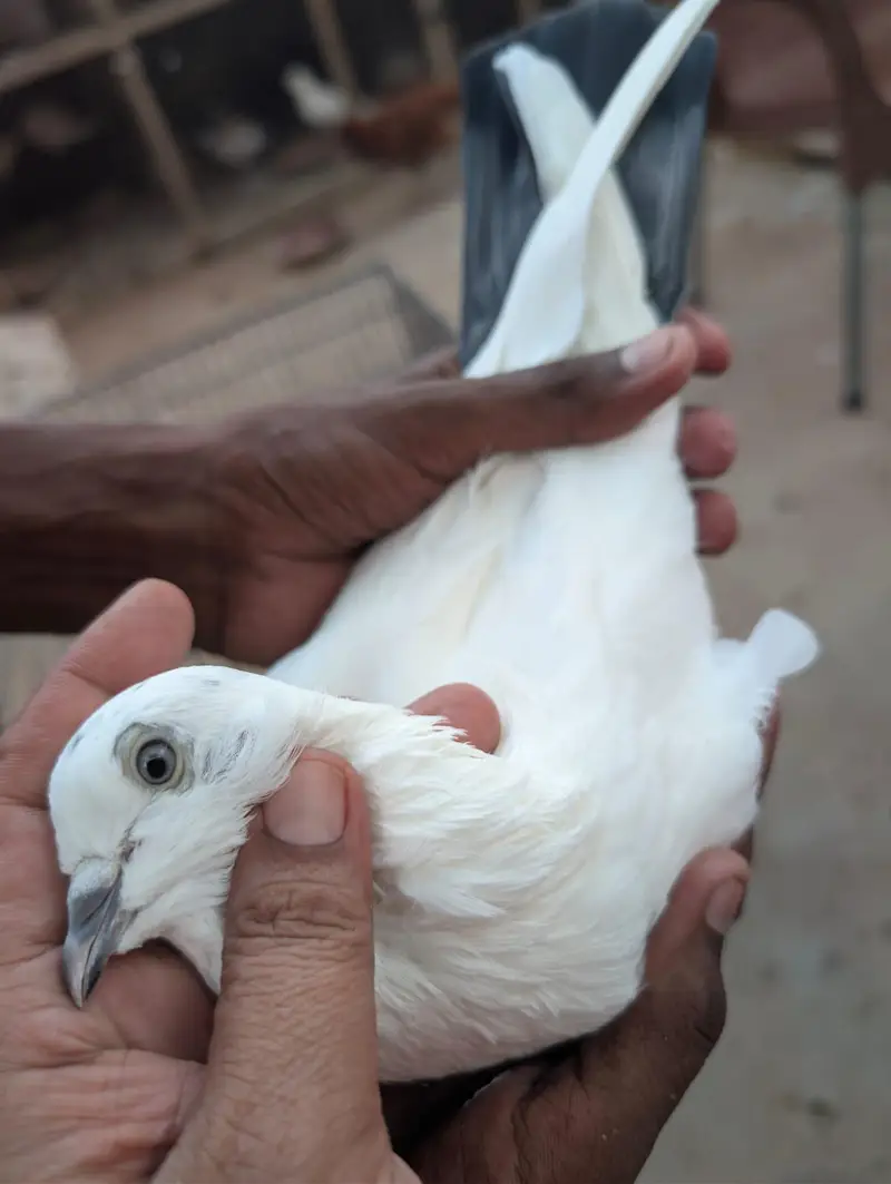 Kalduma Pigeon — photo 4