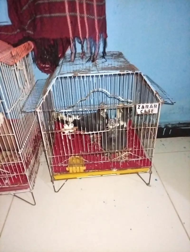 sir taajh — photo 2