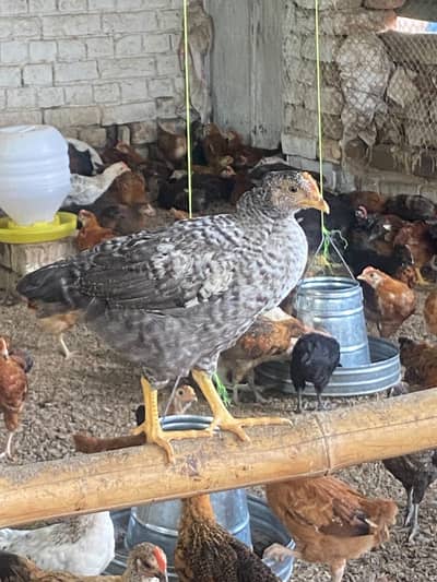 Golden misri Healthy Desi and Mix Cross Murgiyan for Sale