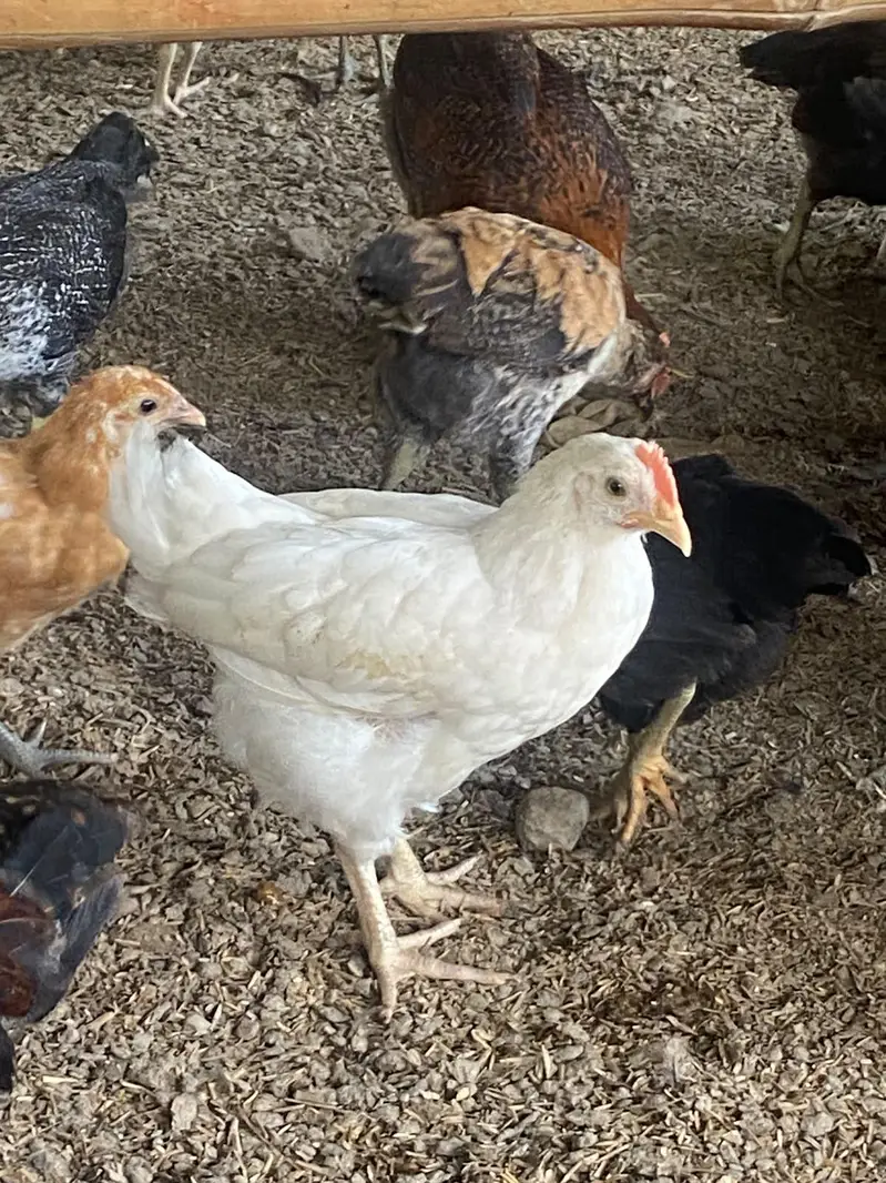 Golden misri Healthy Desi and Mix Cross Murgiyan for Sale — photo 3