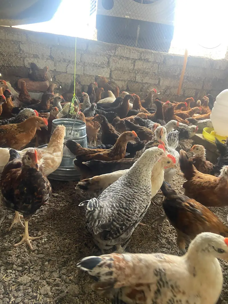 Golden misri Healthy Desi and Mix Cross Murgiyan for Sale — photo 4