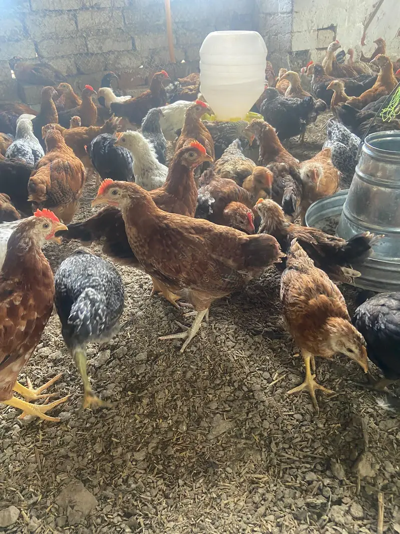 Golden misri Healthy Desi and Mix Cross Murgiyan for Sale — photo 6