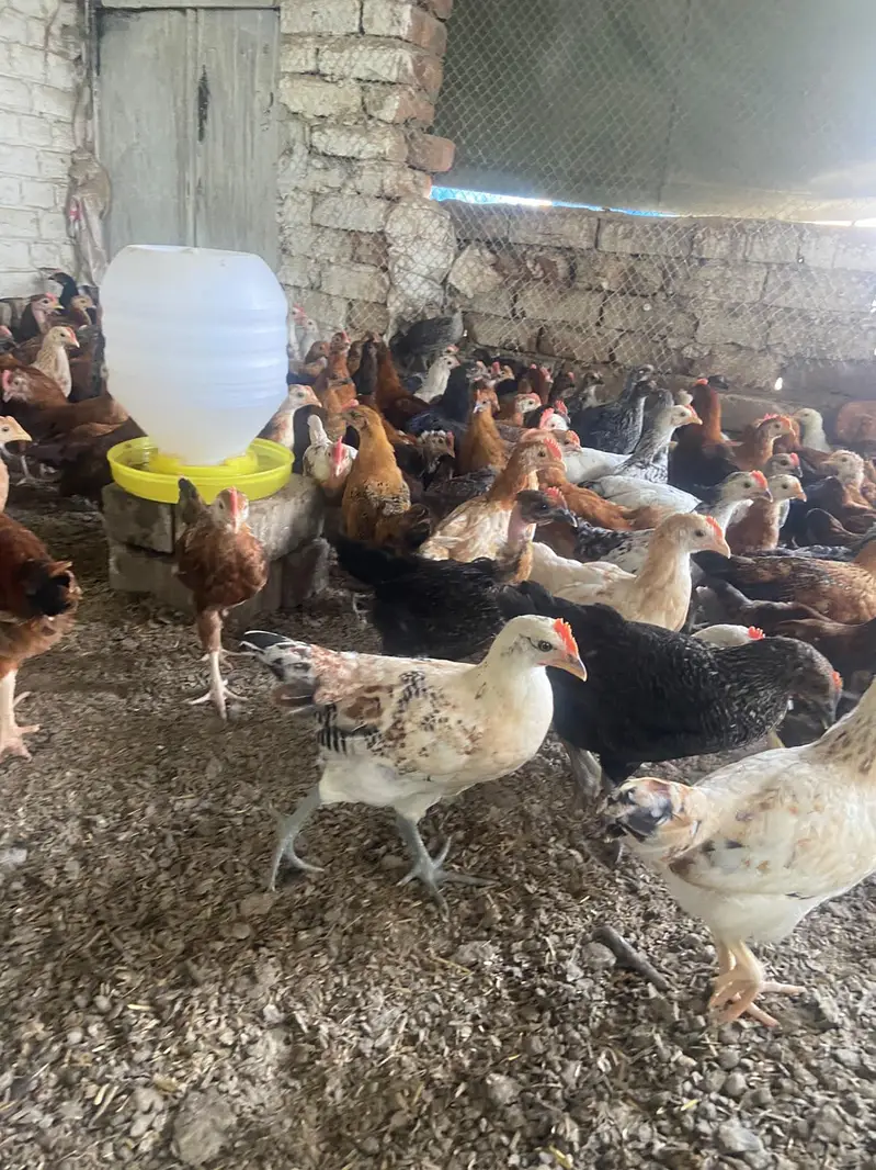 Golden misri Healthy Desi and Mix Cross Murgiyan for Sale — photo 7