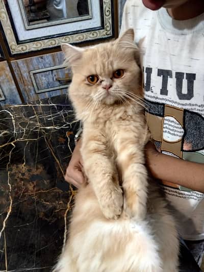 male cat