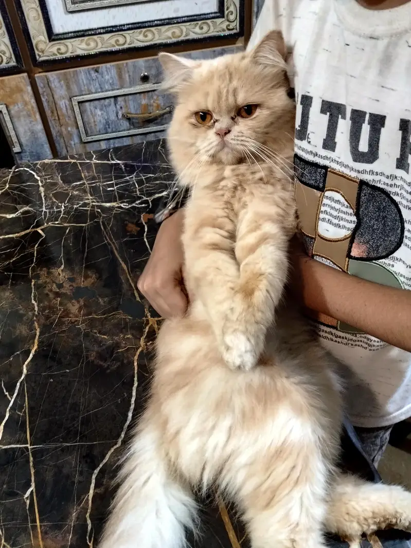 male cat — photo 2