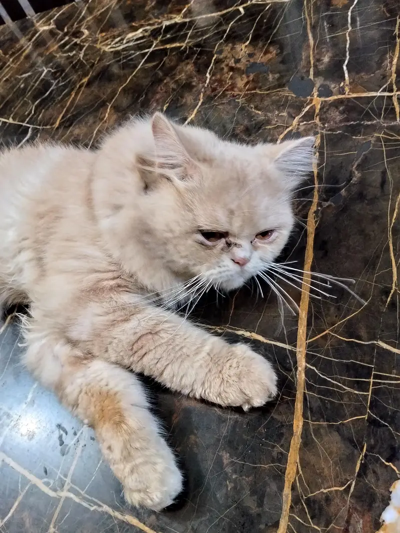 male cat — photo 3