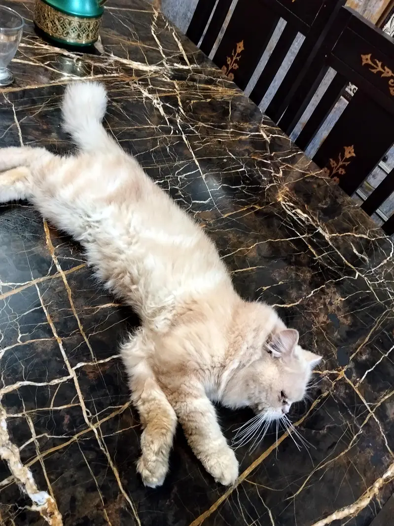 male cat — photo 4