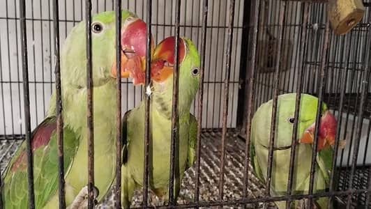 Raw parrots