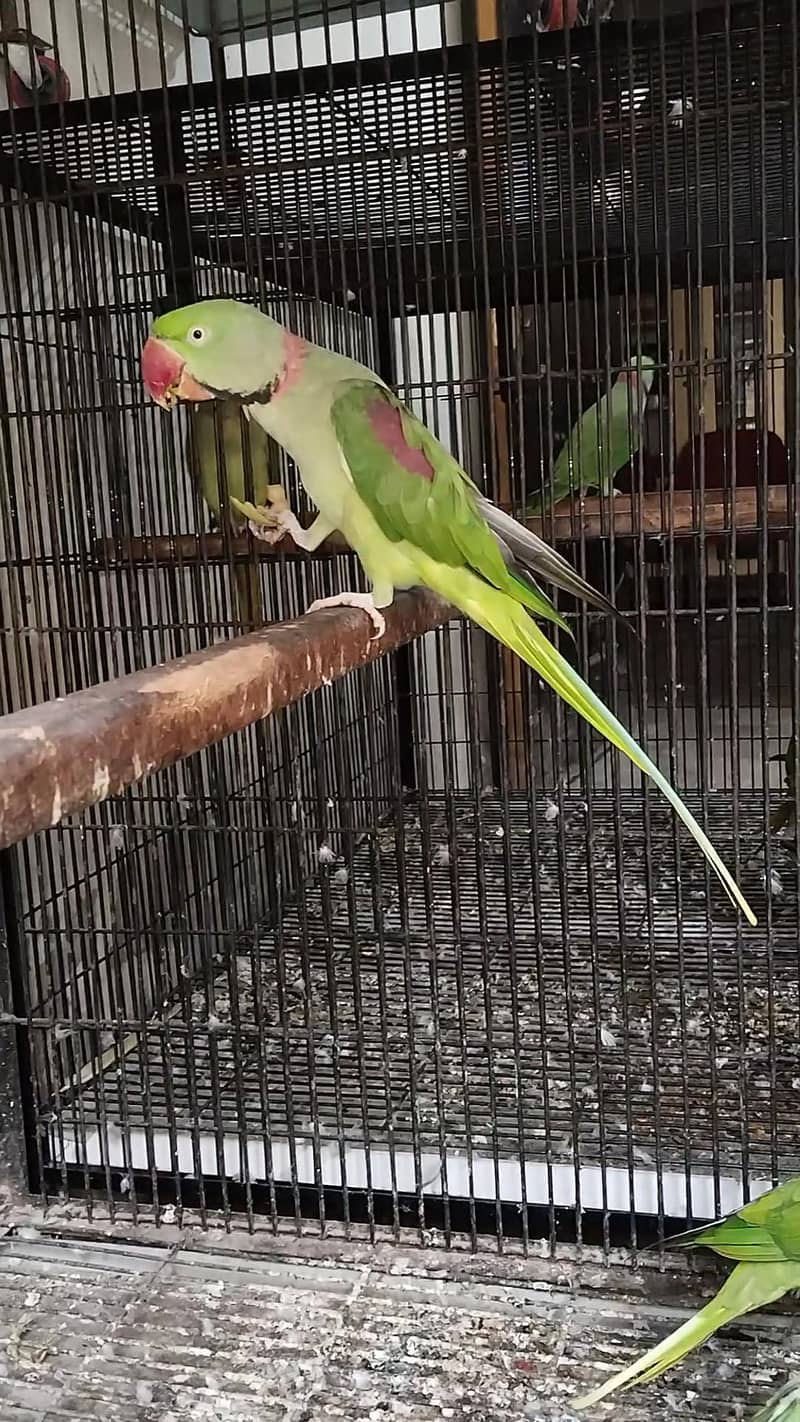 Raw parrots 2