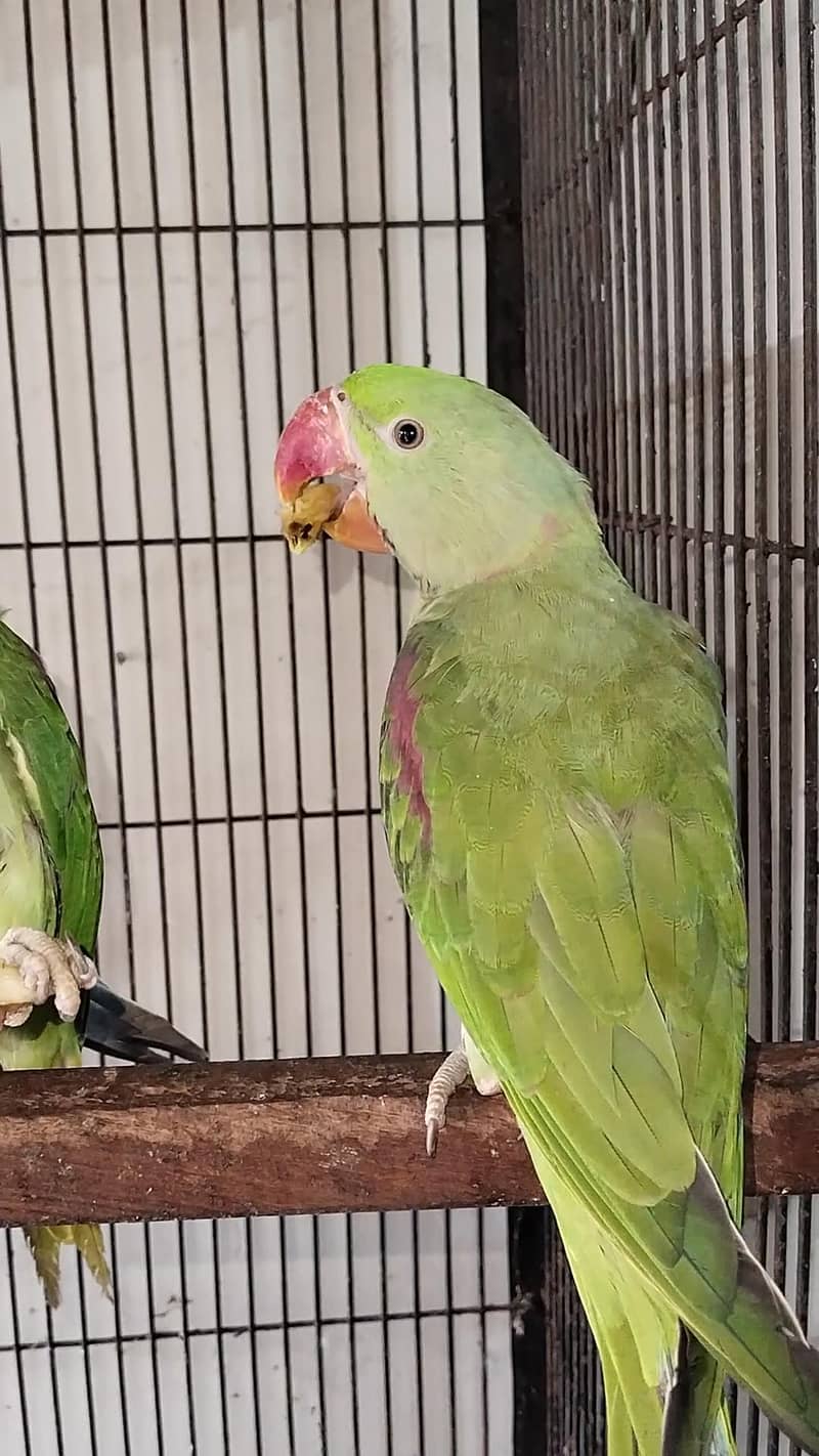 Raw parrots 3