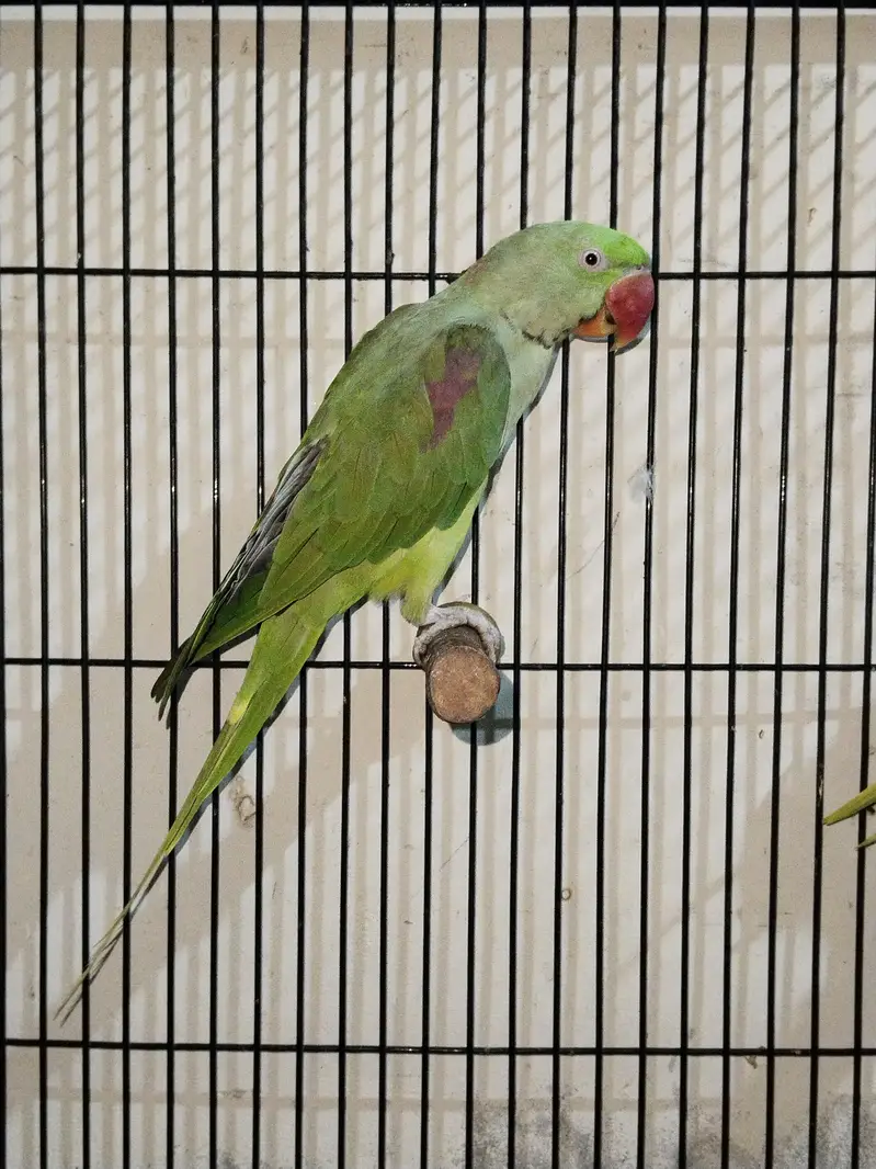 Raw parrots — photo 5