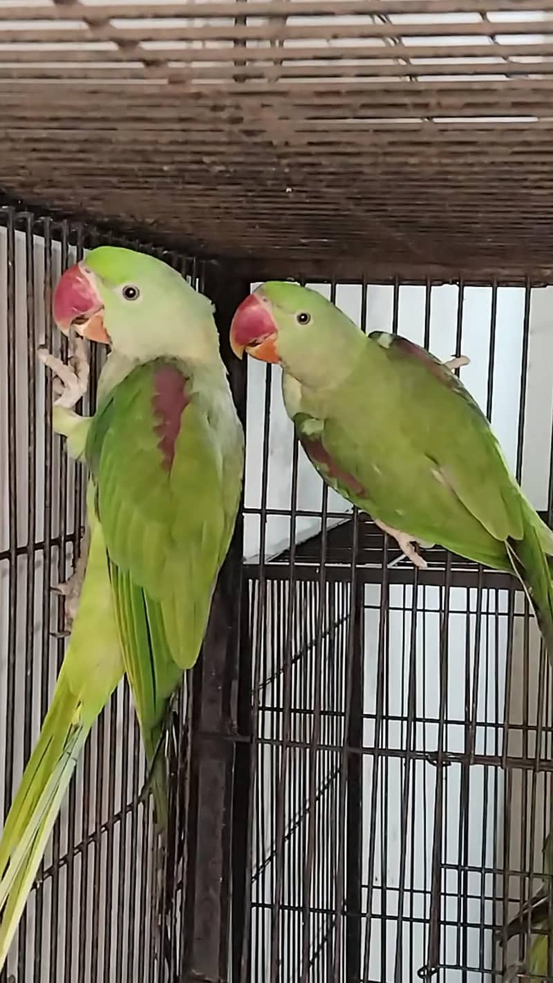 Raw parrots 5