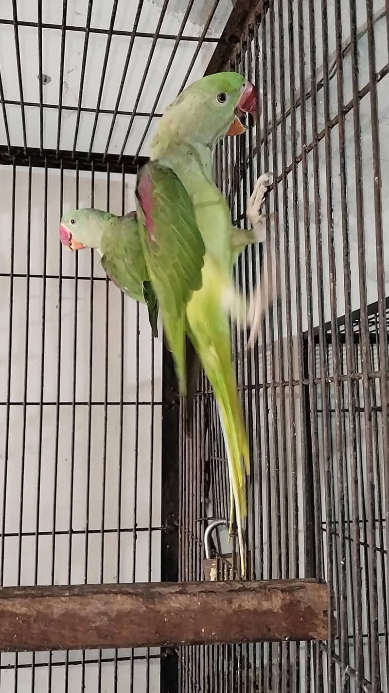 Raw parrots 6