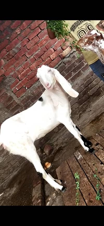 dasi bakri path gaban 03098289032