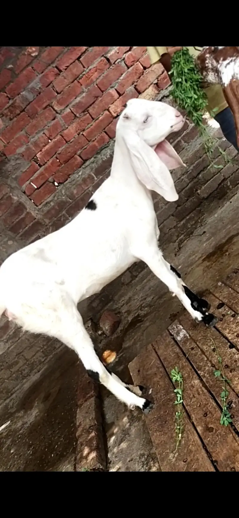 dasi bakri path gaban 03098289032 — photo 2