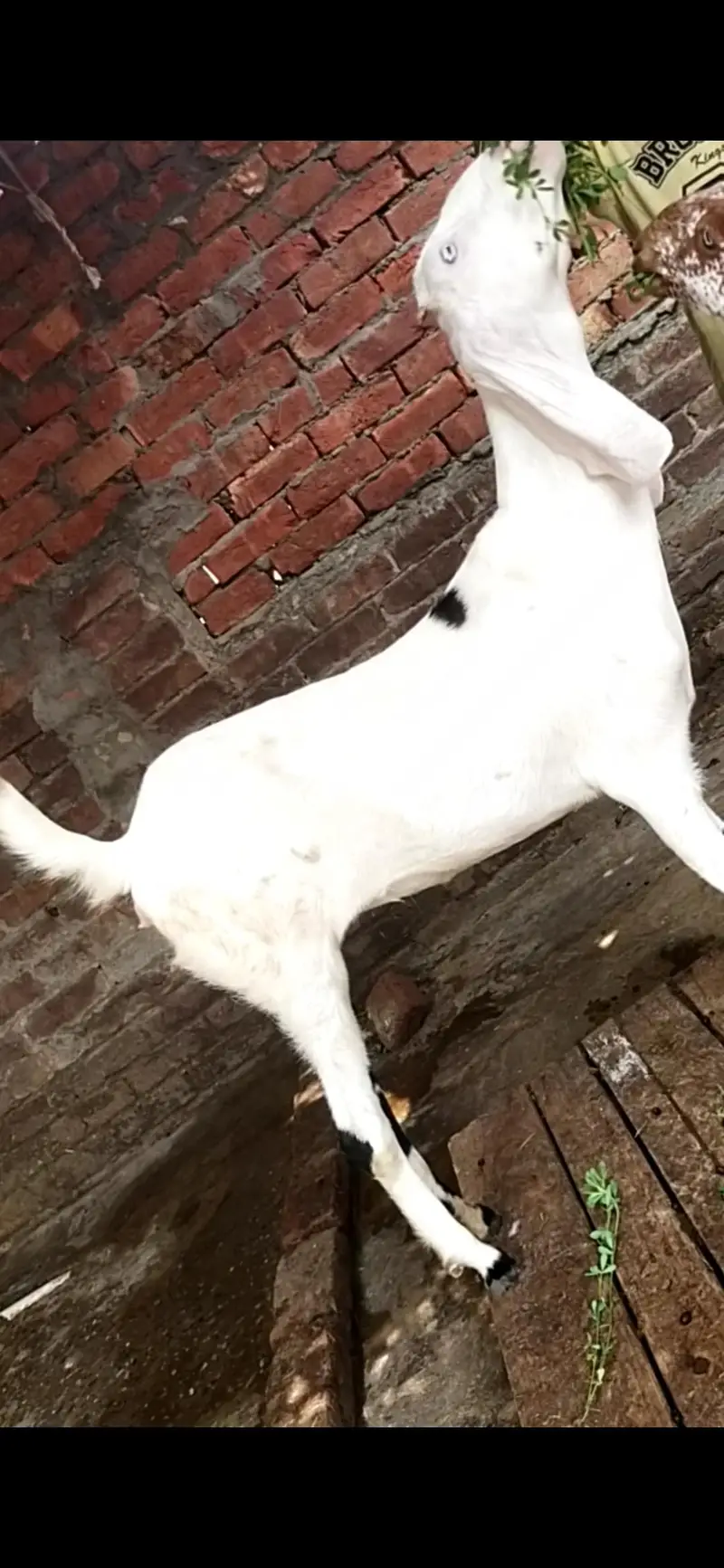 dasi bakri path gaban 03098289032 — photo 3