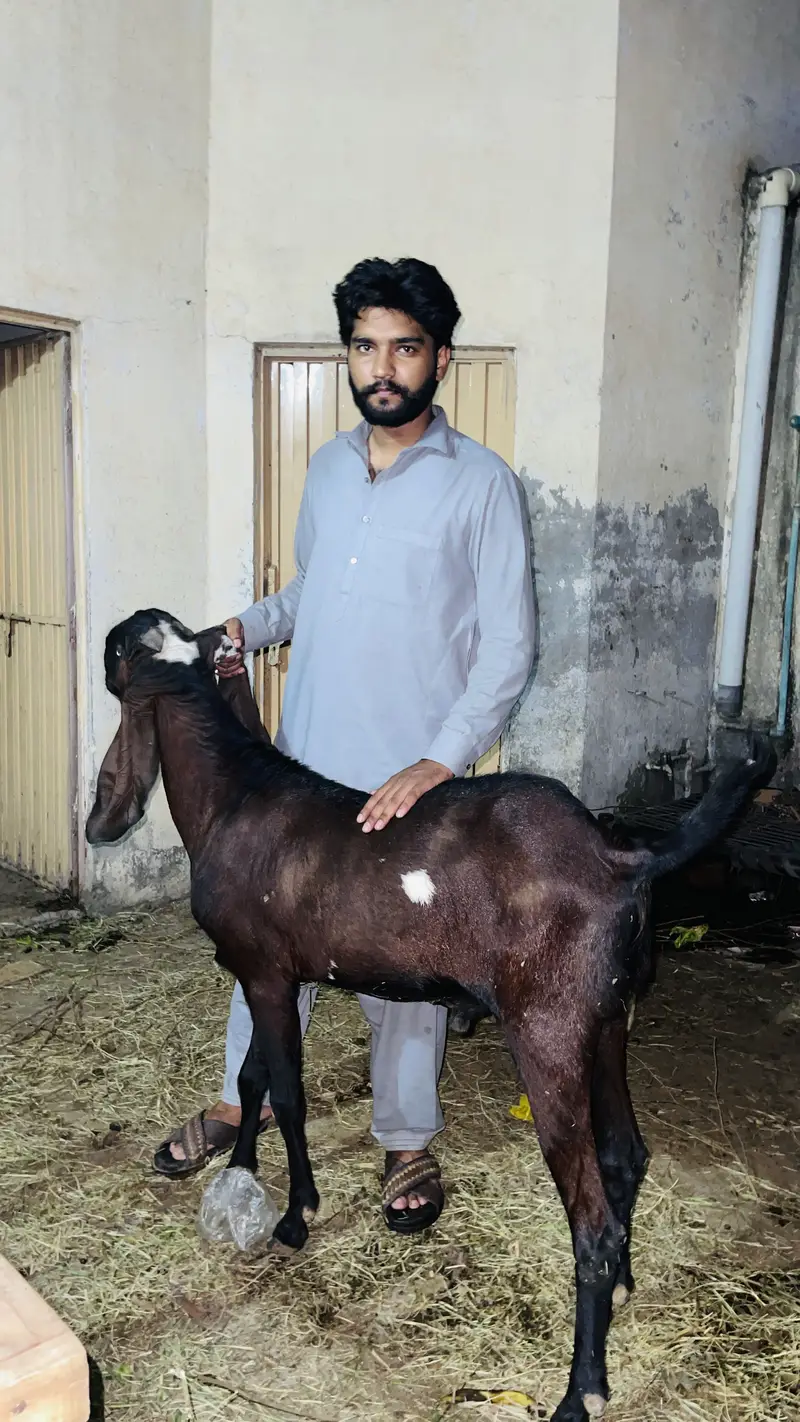 Pure nagra beetal
