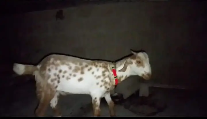 tota pori nasal ka bakra ,for sell — photo 3