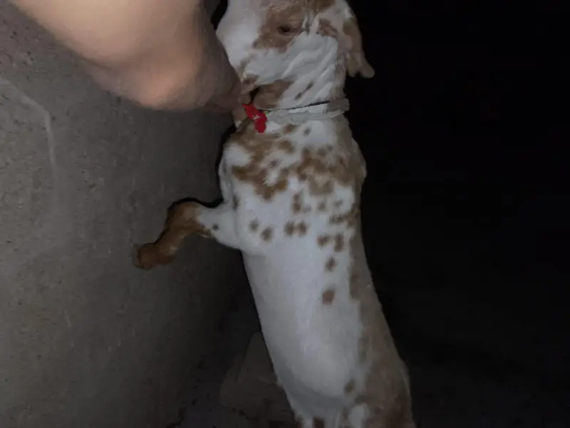 tota pori nasal ka bakra ,for sell — photo 5