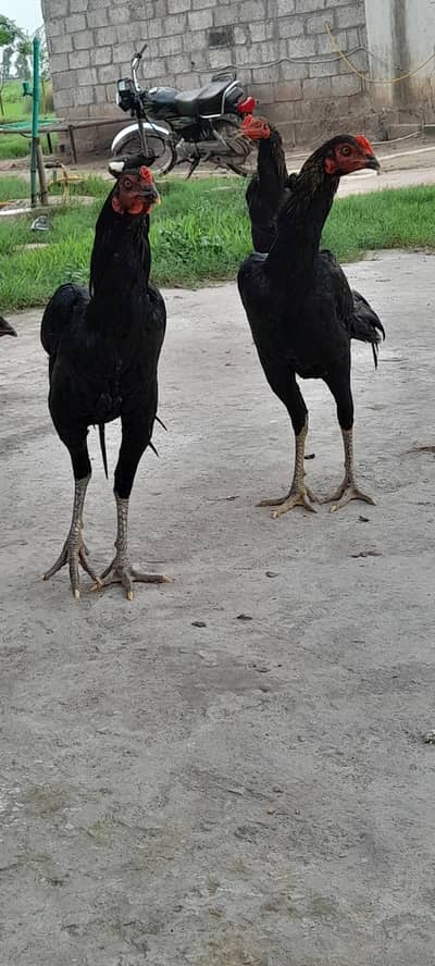 9 thai male for sale